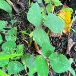 Amphicarpaea bracteata Leaf