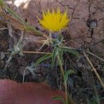 Centaurea hyalolepis 整株植物