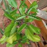 Kalanchoe pinnata Hoja