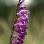 Gladiolus imbricatus Kwiat