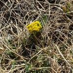 Lomatium