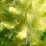 Astragalus alopecurus Blomst