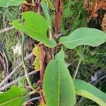 Rumex abyssinicus Hoja