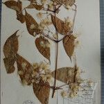 Clematis connata Otro