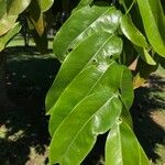 Castanospermum australe Blatt