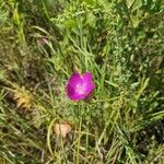 Callirhoe digitata Flower