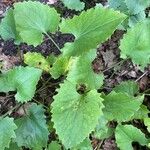 Doronicum columnae Hoja