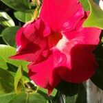 Mandevilla sanderi Flower