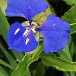 Commelina cyanea Flor