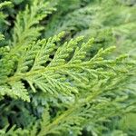 Thuja occidentalisLeaf