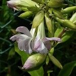 Saponaria caespitosa Fiore