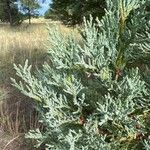 Juniperus scopulorum 葉