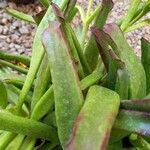 Glottiphyllum linguiforme Fuelha