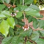 Pongamia pinnataFlower