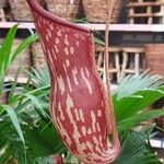 Nepenthes mirabilis Other