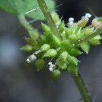 Hesperocnide tenella Flower
