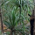 Pandanus urophyllus Yaprak