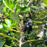 Sideroxylon borbonicum Meyve