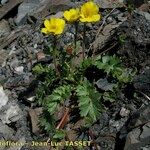 Geum reptans Habit