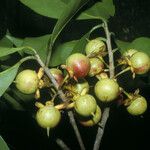 Ternstroemia dentata Plod