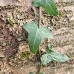 Hedera hibernica Hoja