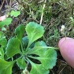 Saxifraga cuneifoliaDeilen