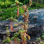 Hagenia abyssinica Plante entière