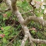 Malus domestica ᱪᱷᱟᱹᱞᱤ