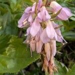 Paederota bonarota Fula