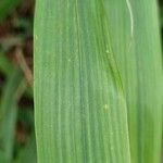 Phyllostachys sulphurea Folha