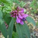 Trifolium lupinaster Blomst