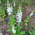 Digitalis grandifloraKvet