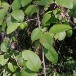 Xylosma flexuosa Hoja