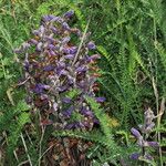 Phelipanche purpurea Fula