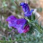 Echium sabulicolaപുഷ്പം