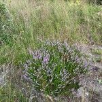 Calluna vulgarisFlower