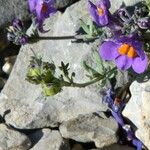 Linaria alpina Плід
