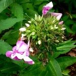 Phlox drummondii Flower