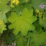 Alchemilla filicaulis ഇല