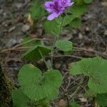 Pelargonium cucullatum Ліст