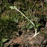 Goodyera repens Habitus