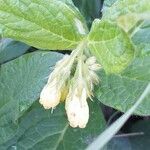 Symphytum tuberosum Flower