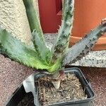 Aloe aculeata Хабит