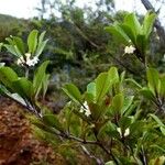 Pittosporum echinatum Habit