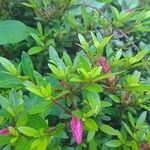 Rhododendron simsii Leaf