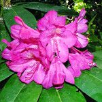 Rhododendron catawbiense Цвят