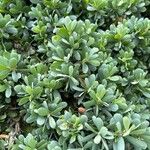 Leptospermum laevigatum Likasa
