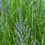 Salvia farinaceaFlower