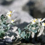 Linaria reflexa Habit