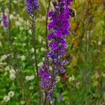 Linaria purpureaFlor